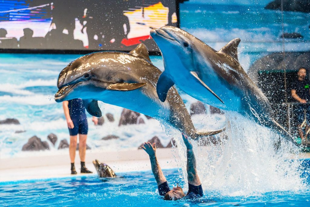 Dolphin show, best dubai tour packages