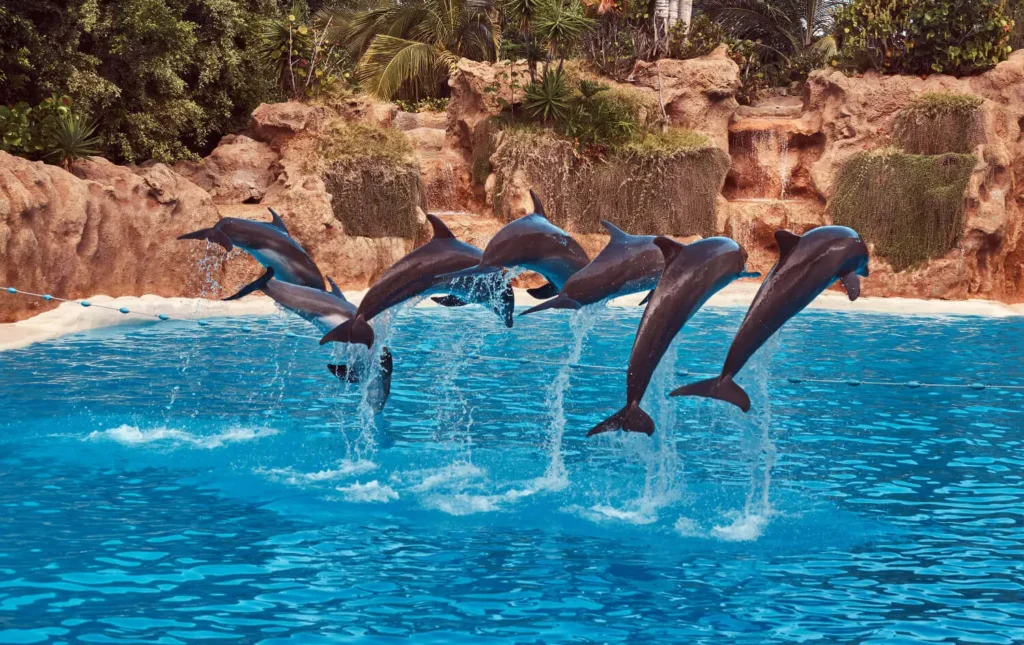 Best dolphin show package in dubai