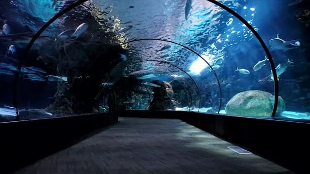 Dubai Underwater Aquarium & Zoo